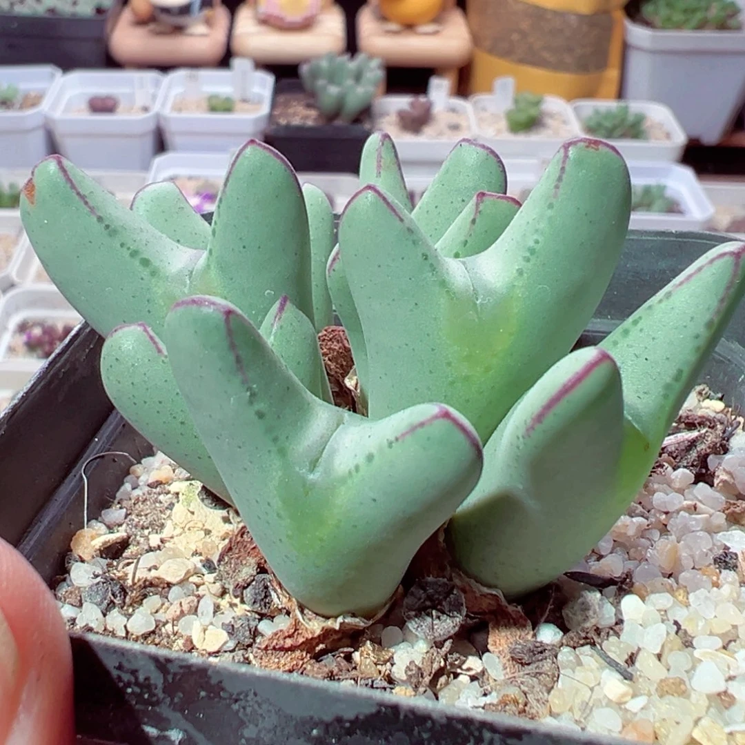 1020-342多肉多日少将