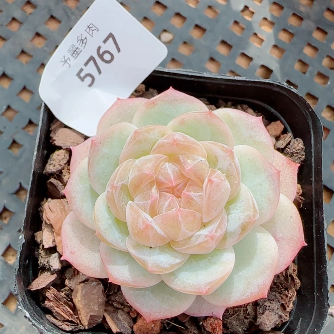 凝脂模特，5767多肉植物