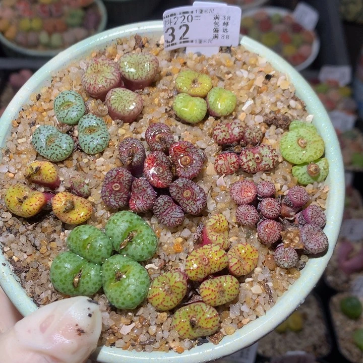 精品生石花220.32