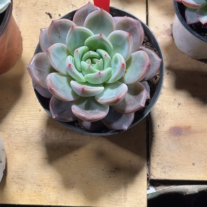 石***鱼00000000000000002145