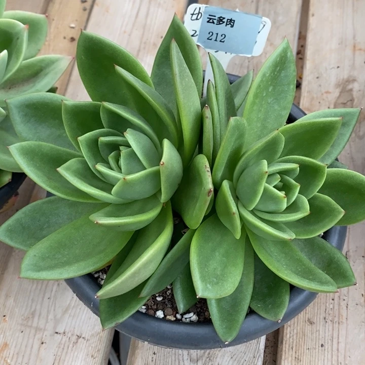 D212- 直播福利 翠花双头