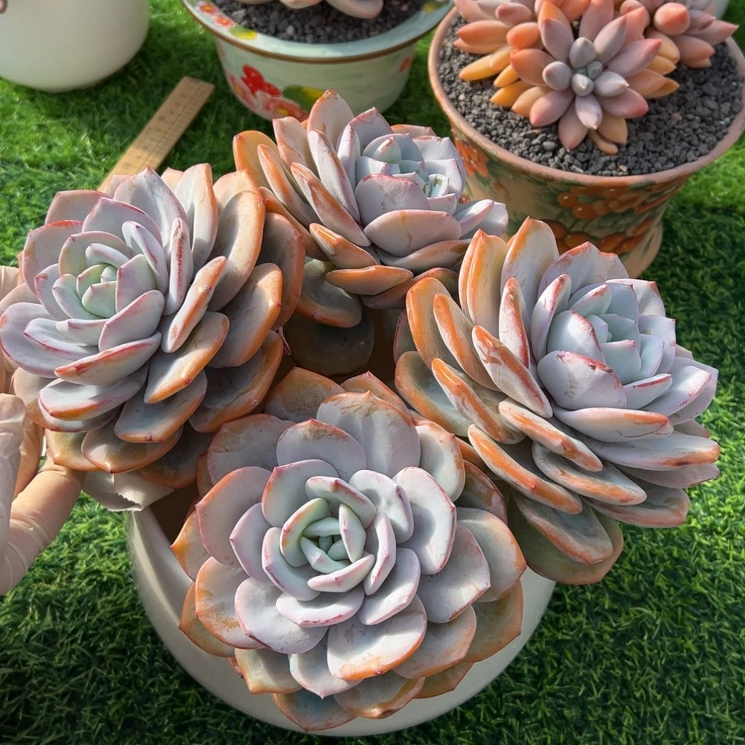 奶茶大群发货的的