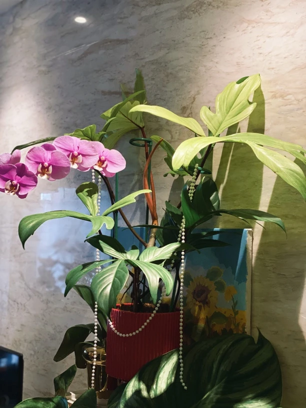 黄金火之戒 橙柄 冥王星 印第安羽毛 羽裂 幽灵蔓绿室内好养盆栽