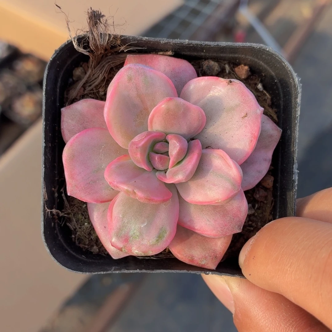 彩虹糖锦多肉9.9包邮发货