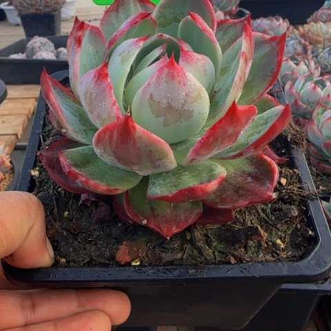 五***肉组合套餐编号45号