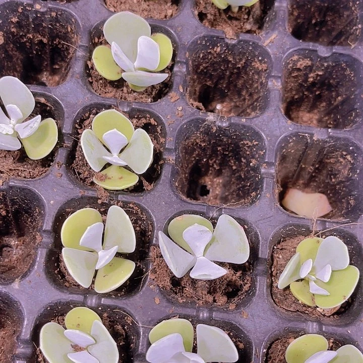 精品白眉多肉植物