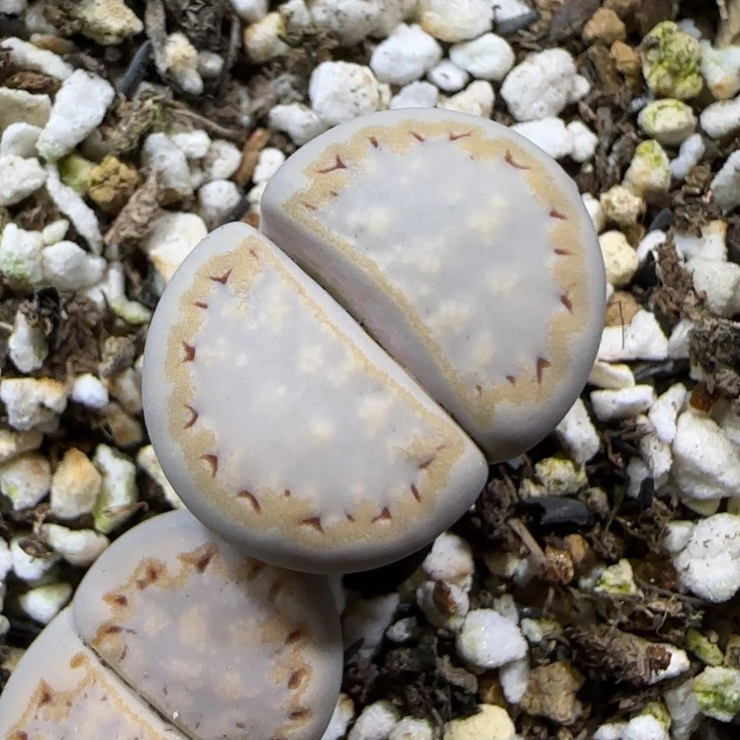 12.11.c215饼干.9015尺寸1.9cm微腿