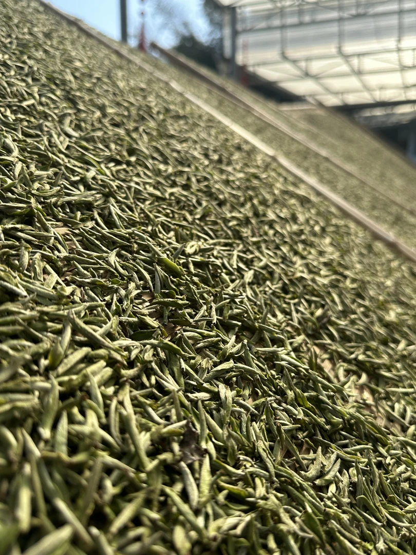 【春茶预售替代链接】晒珍珠 贡眉100g礼盒装 白茶链接！