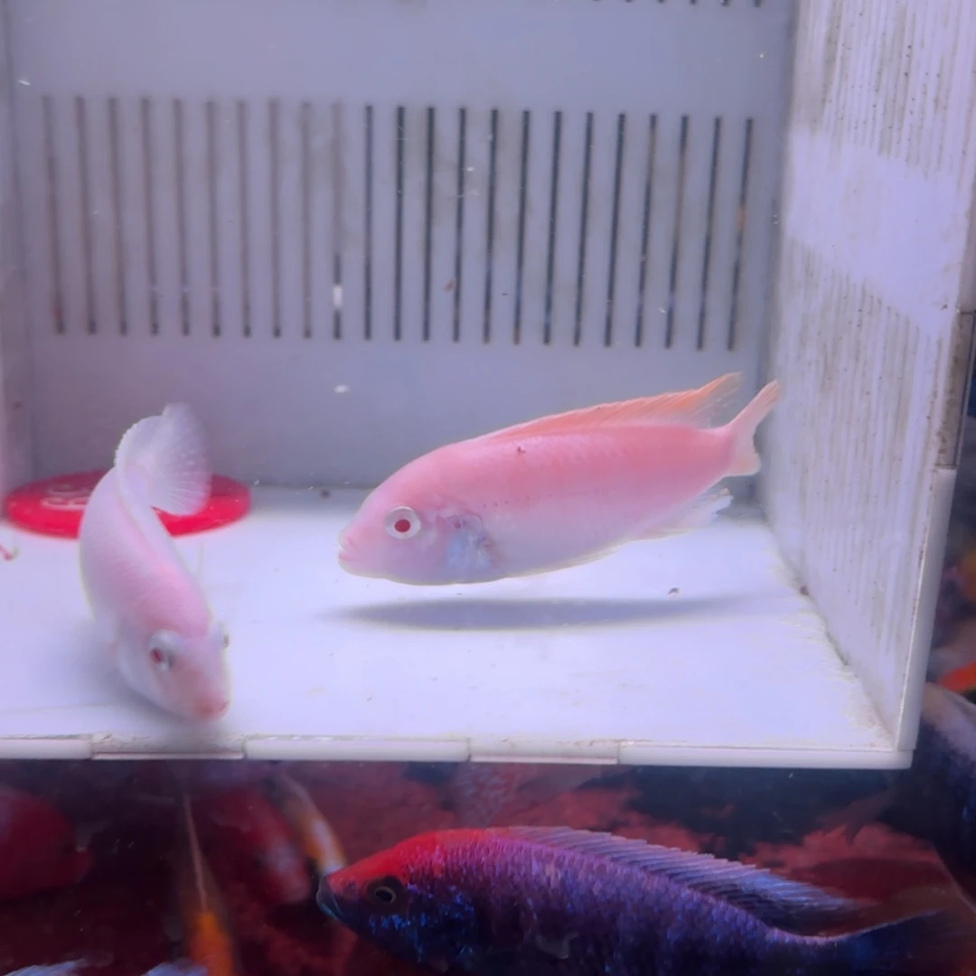 梅***慈鲷鱼直播39号2条包邮