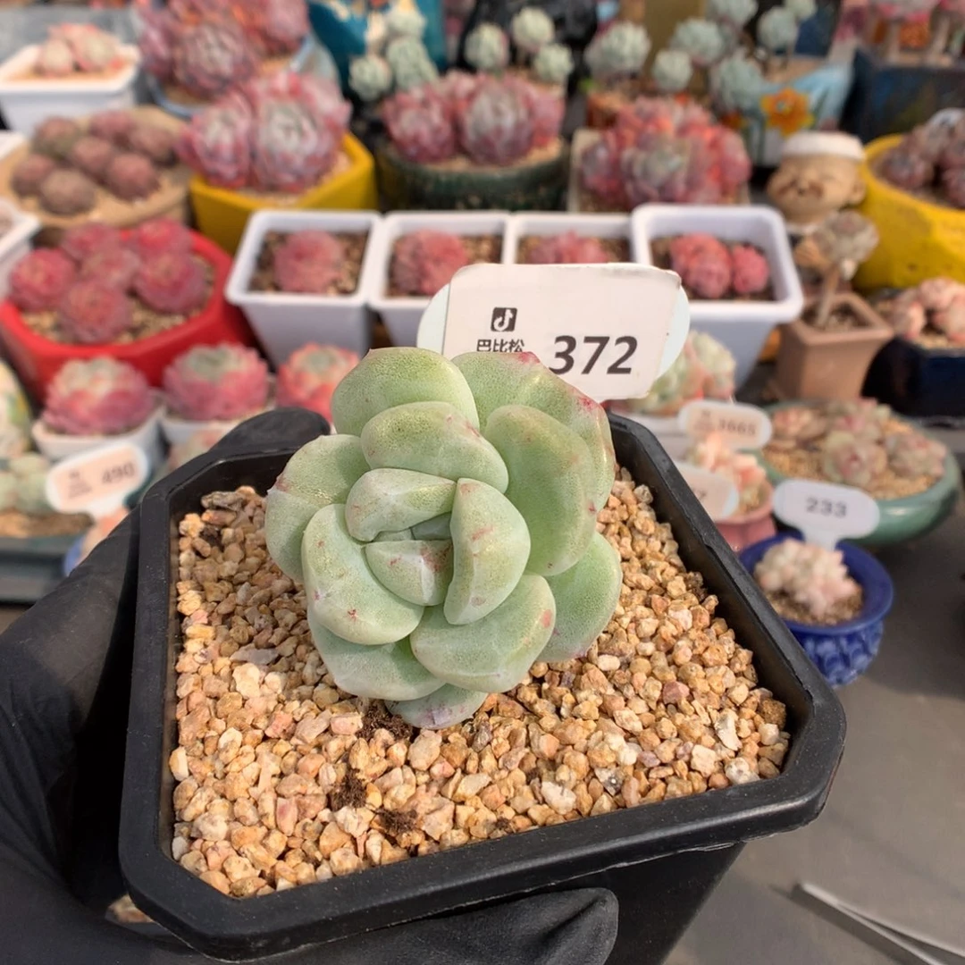 依****豆372 冰玉石化多肉