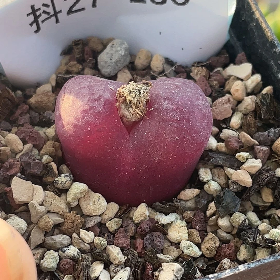 27-136毛毛多肉植物