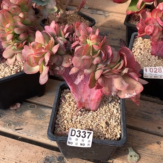 莫妮卡缀化337 亏本处理退款拉黑7–8天发货