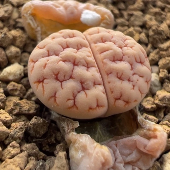 189红睫毛一颗320。