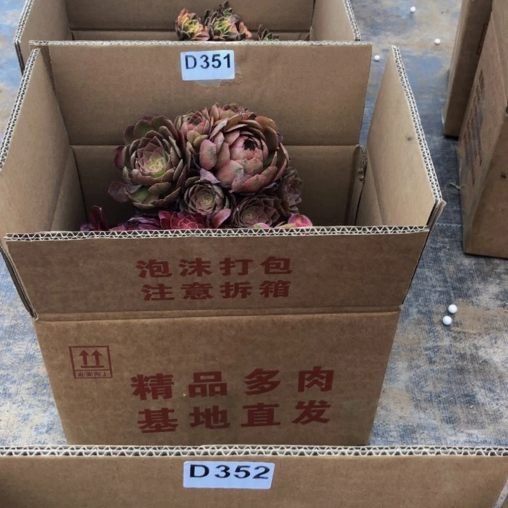 法师多肉植物组合赔351