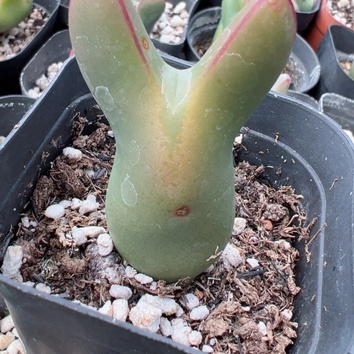 475号11111111111111