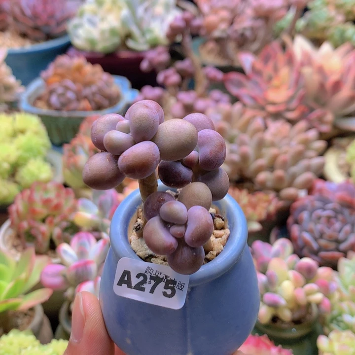 一物一拍含盆土满38包邮A275