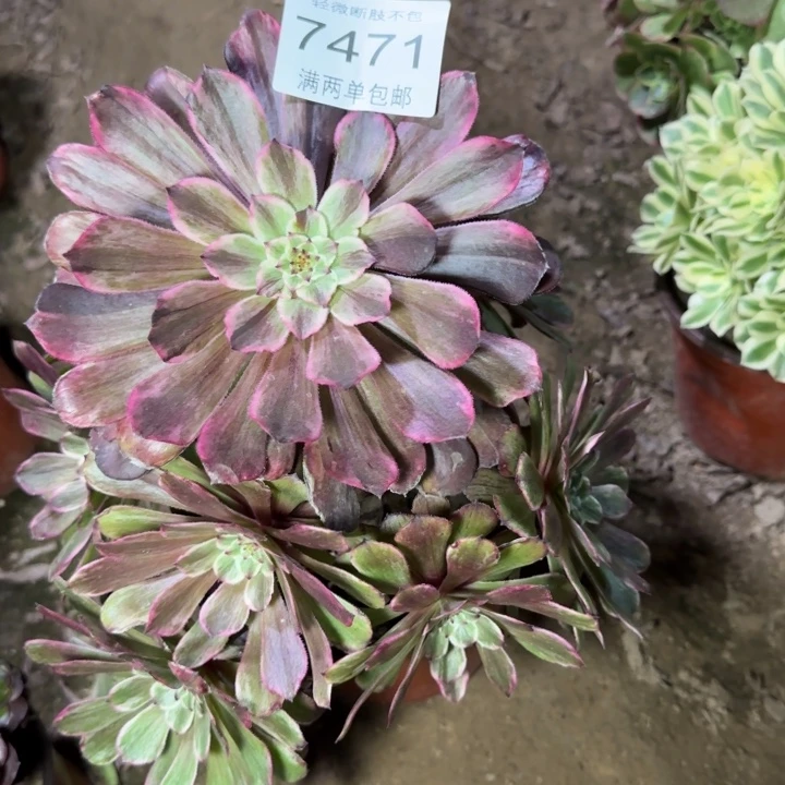 7471水墨多肉植物