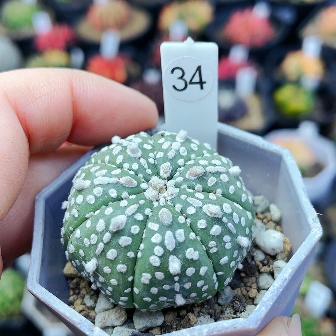 非偏远地区满25裸根发货仙人球