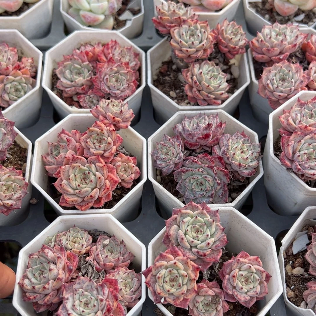 白沙罗姬牡丹群一颗满18元包邮下午发货