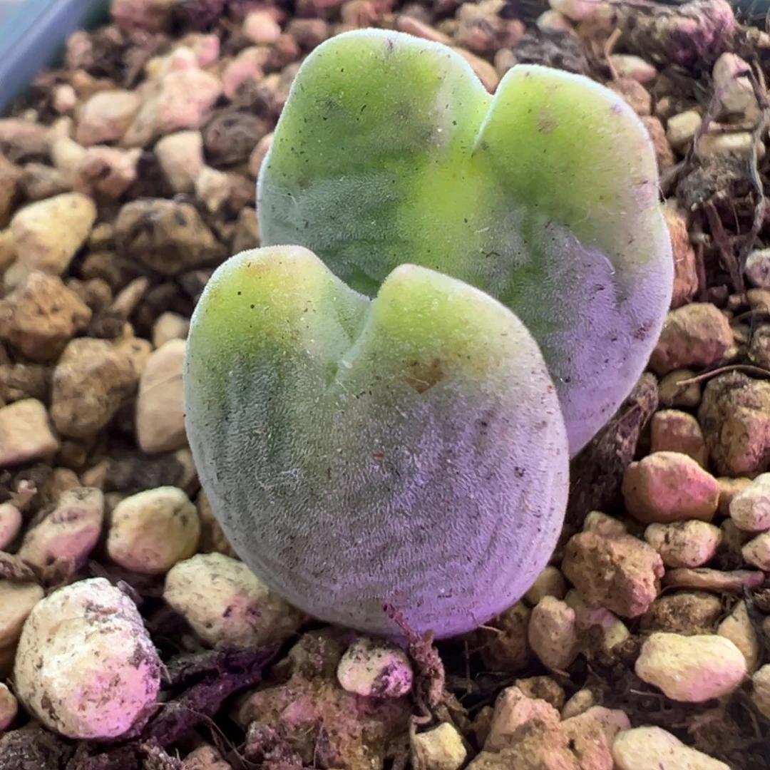 毛将毛将 肉锥植物