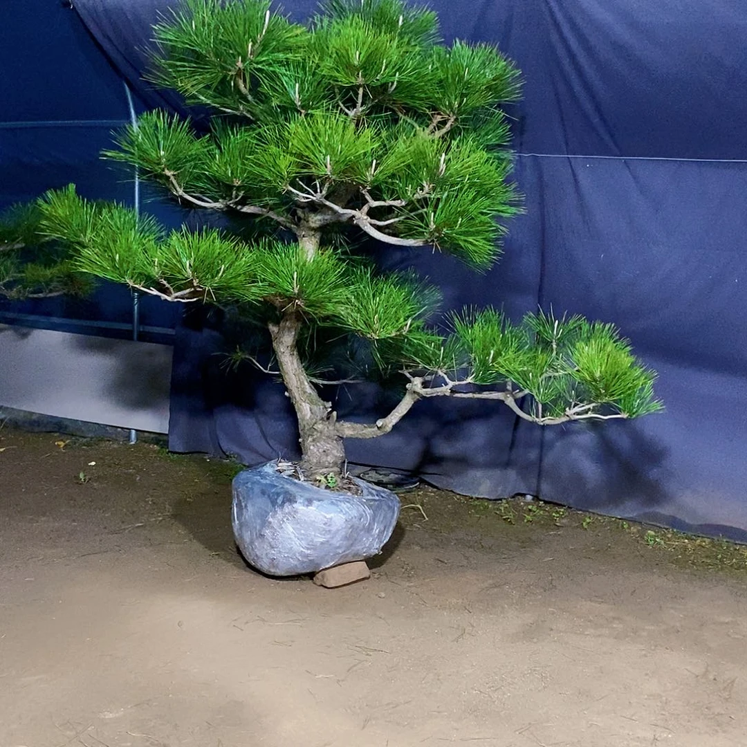 无花朵：*黑松盆景实物
