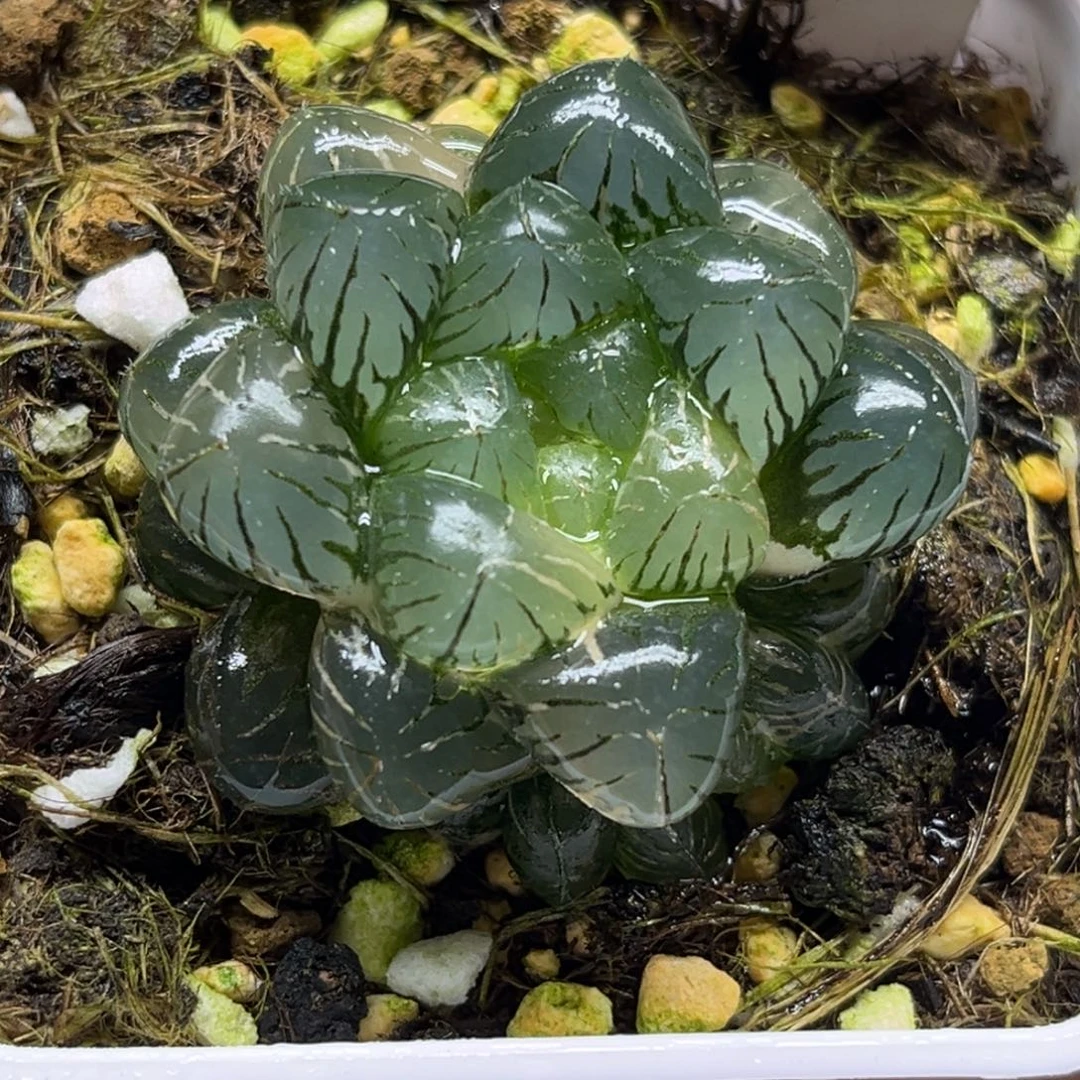 93不知名玉露锦带仔福利专场