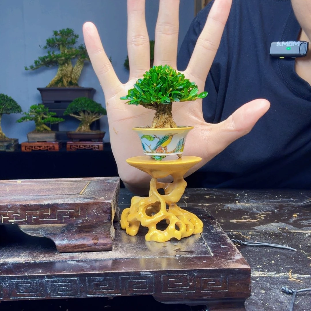 不***豆无花朵黄杨盆景一物一拍