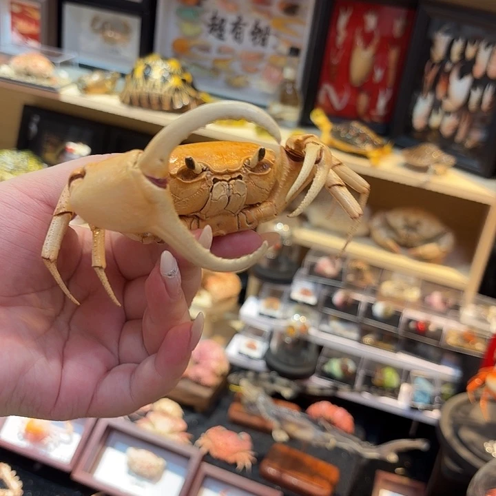 真实海南勾手蟹标本