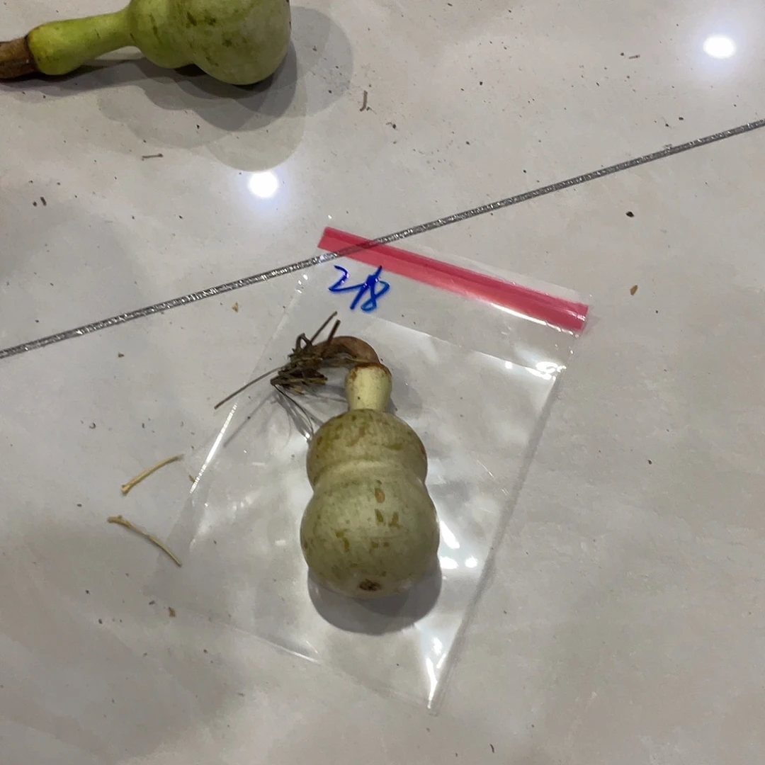 风***玲他爷爷舞台爷爷我爷爷