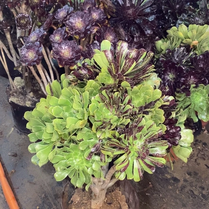 水墨丹青多肉植物16