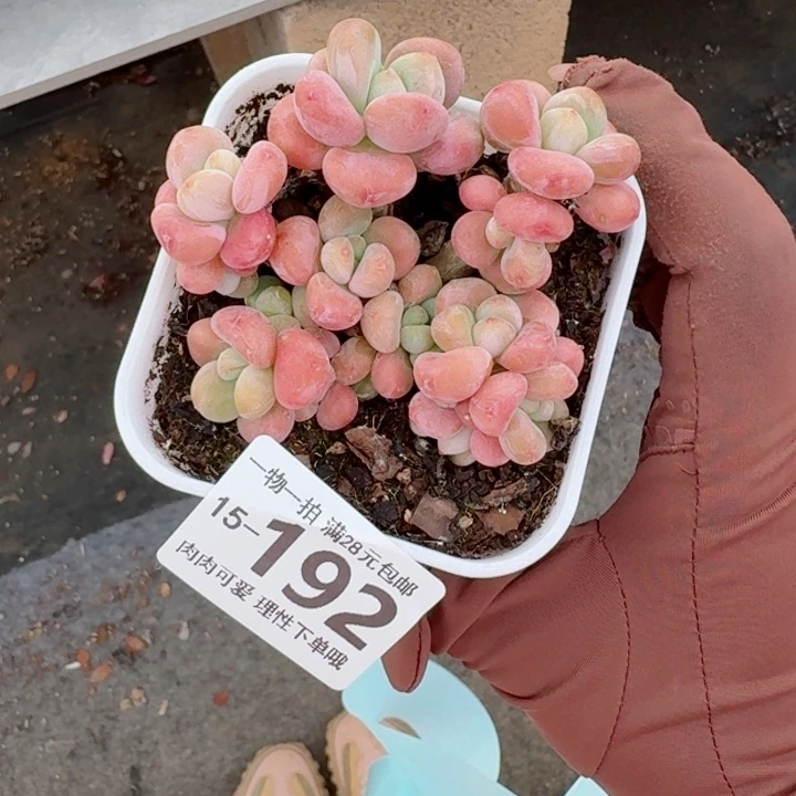 丸叶洛神无盆土发货多肉多