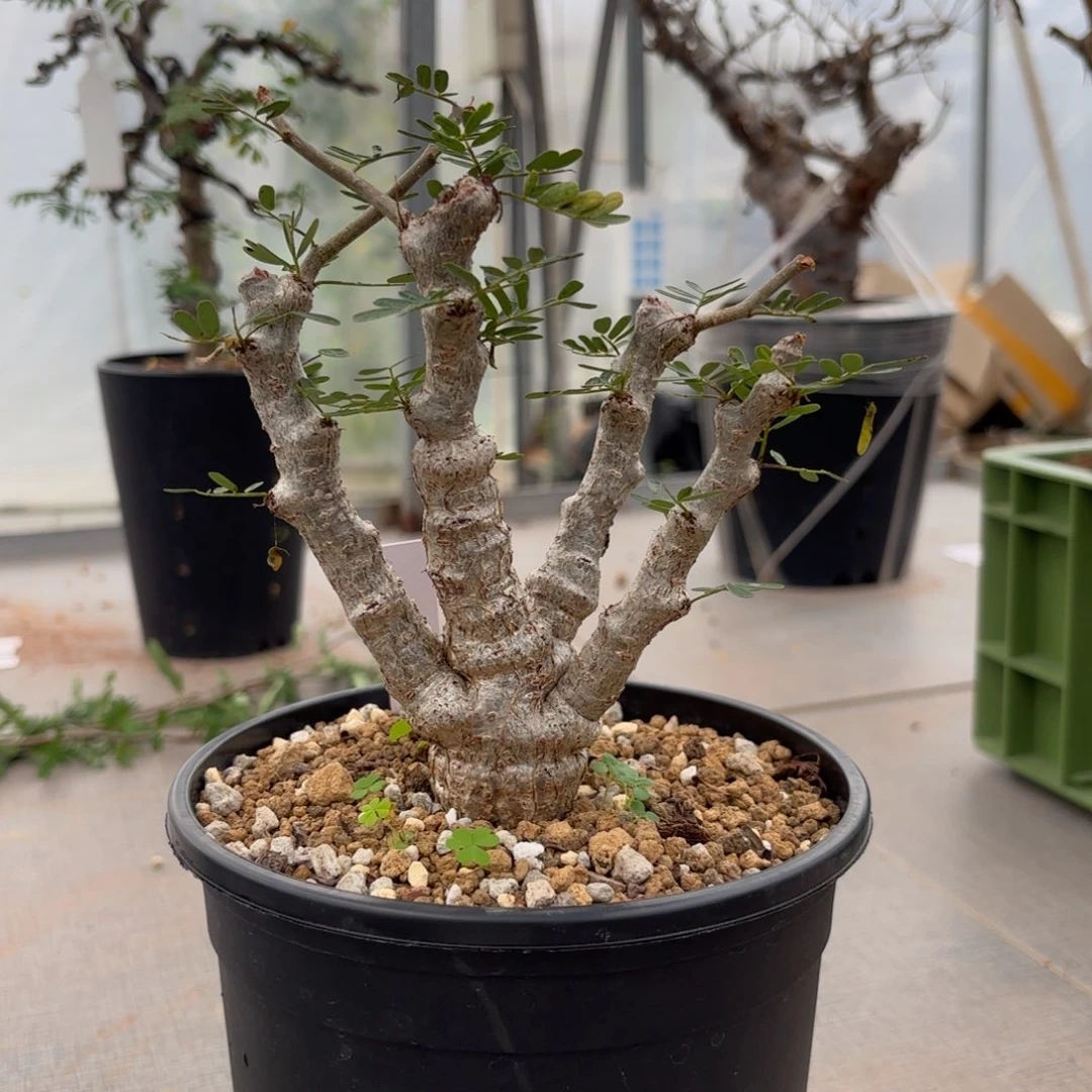 夜*雨沙漠苏木。哈哈哈