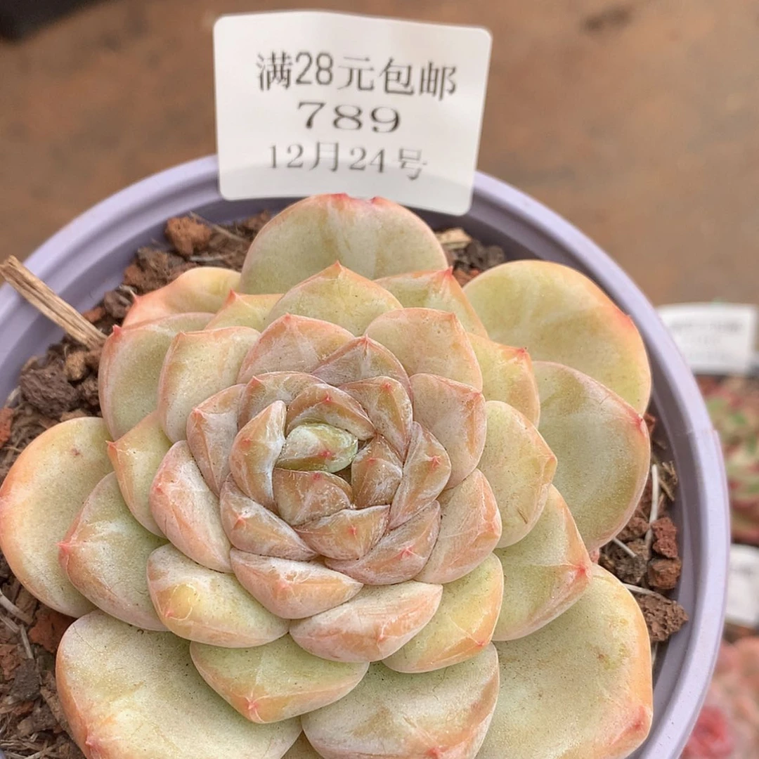 【闪购商品】云789