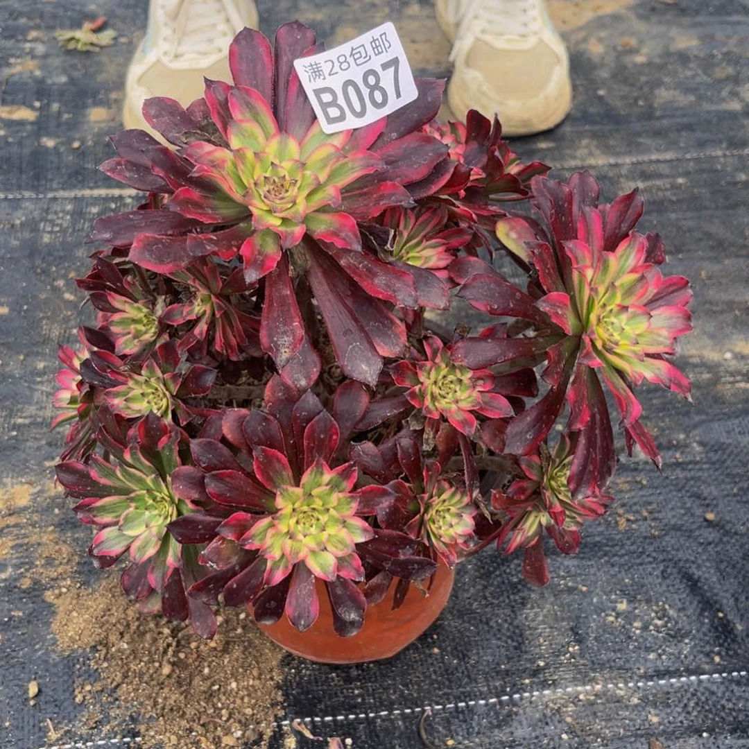 87多肉植物一物一拍