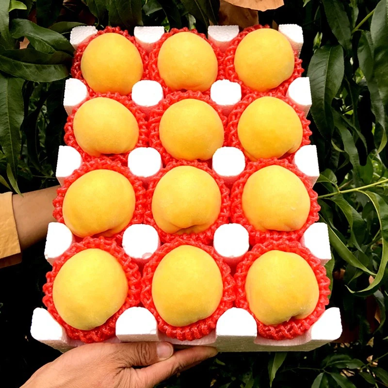 蒙阴黄桃山东蜜桃毛桃黄金蜜桃黄油桃锦绣黄桃黄毛桃