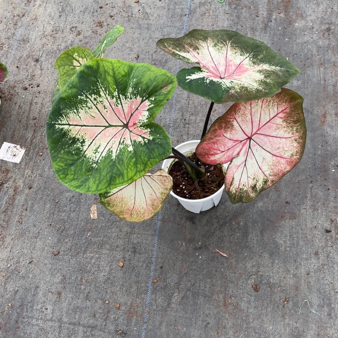 无花朵留****活莫尼卡