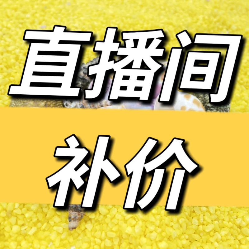 【直播间专拍】可爱寄居蟹桌面萌宠