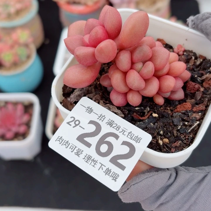先锋派无盆土发货多肉多