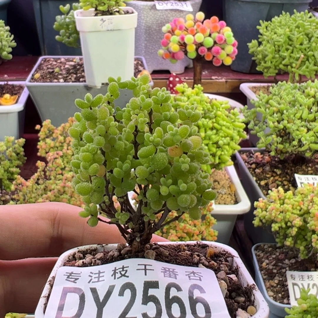 2566蜜橘糖球。5.5cm盆