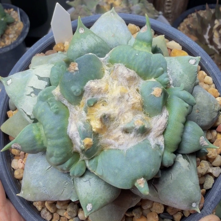 缩头乌龟边境老头的