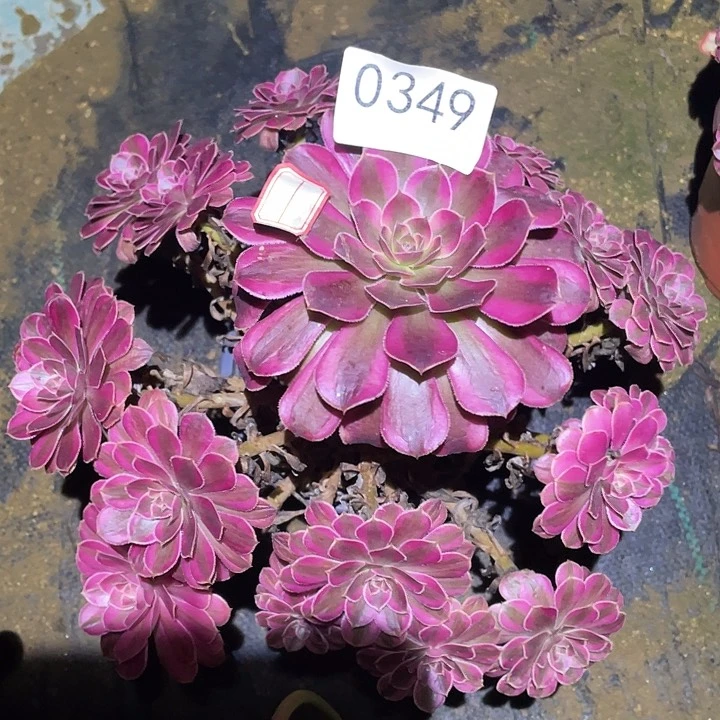 多肉植物法师349黑铜白