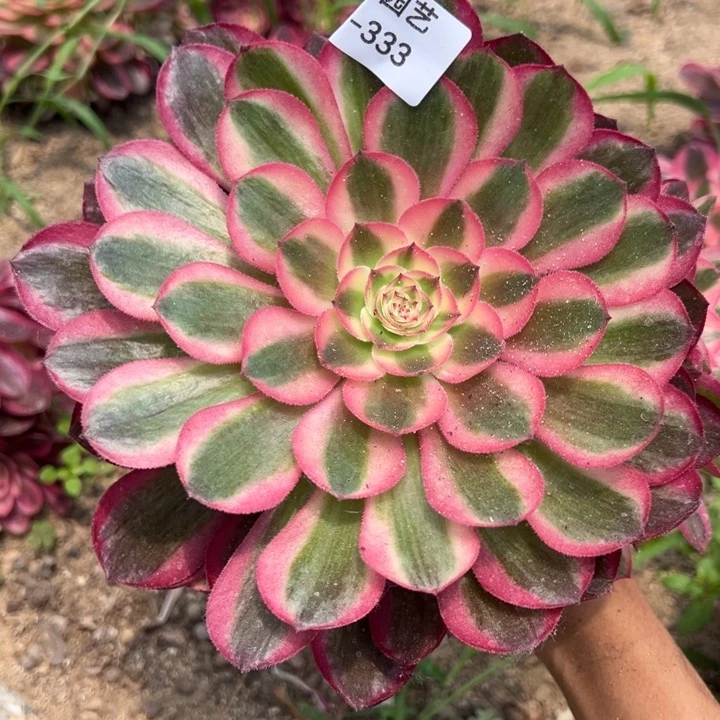 倾城手捧多肉植物333