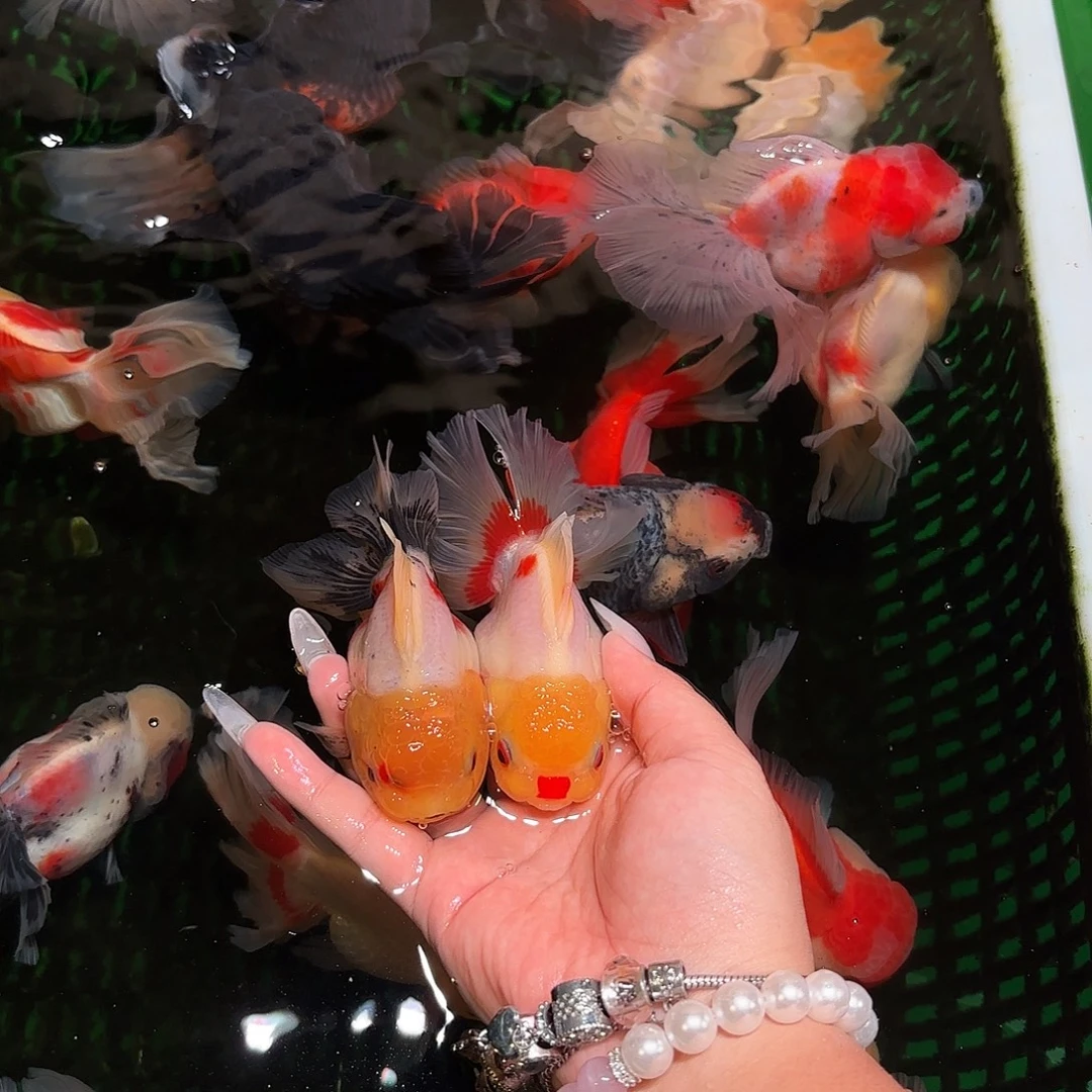 至***』金鱼圆通两条包邮