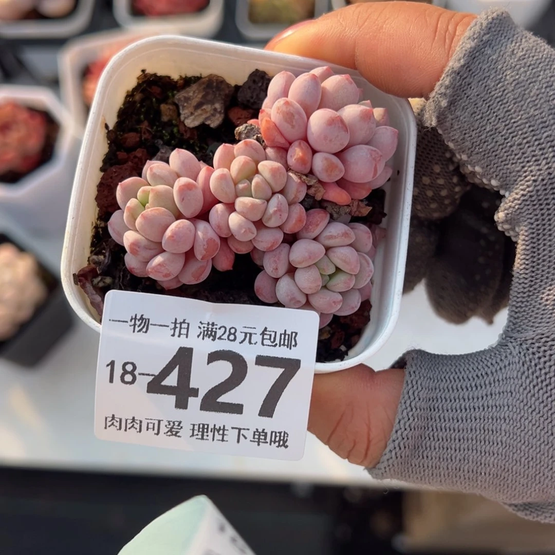 小红蛋多肉多肉多肉多肉