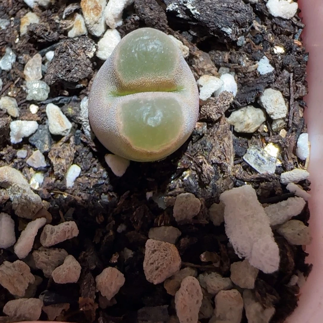 肉锥多肉植物百科-磁铁1059