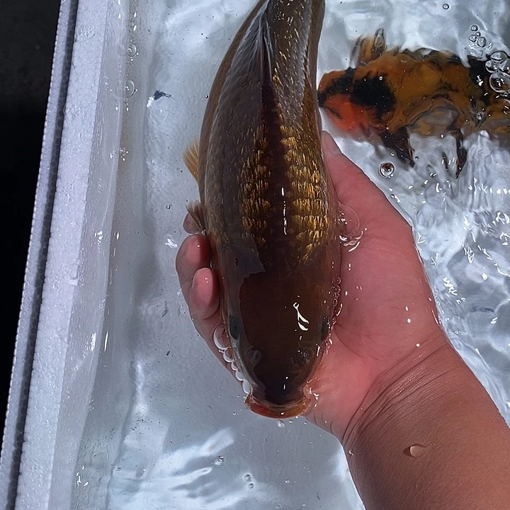 锦鲤锦鲤活鱼开箱包活