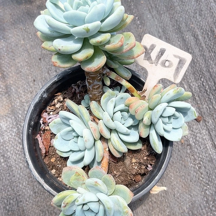 晨语多肉，一物一拍冷香107