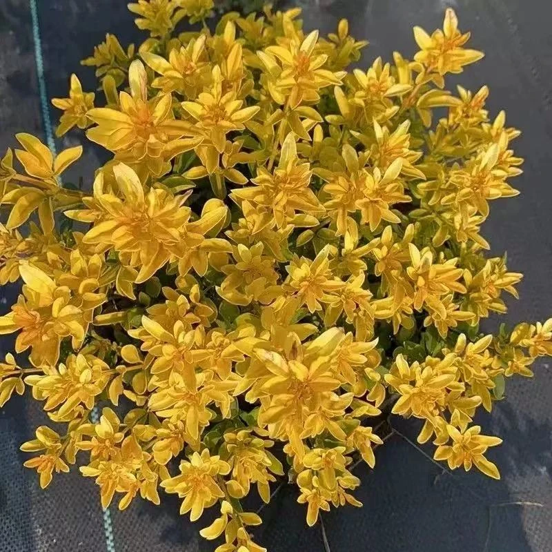 花镜植物新品金叶黄馨盆栽 庭院阳台耐热耐晒常绿灌木 耐寒盆栽
