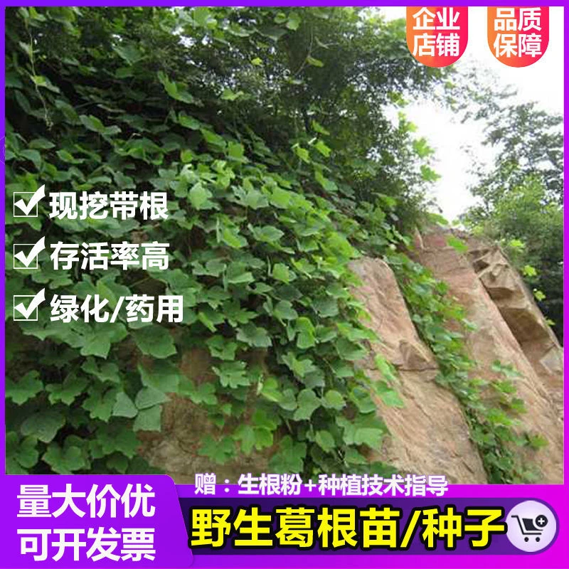 野生葛根苗葛藤苗 种子 公路绿化护坡遮阳矿区治理防泥石流野葛苗