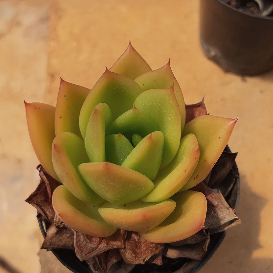 7-17-12精控翠花单头